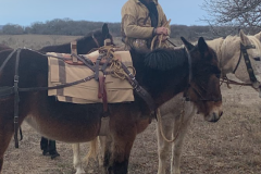 AMM Western 2023 - Bill Emerick mule packing